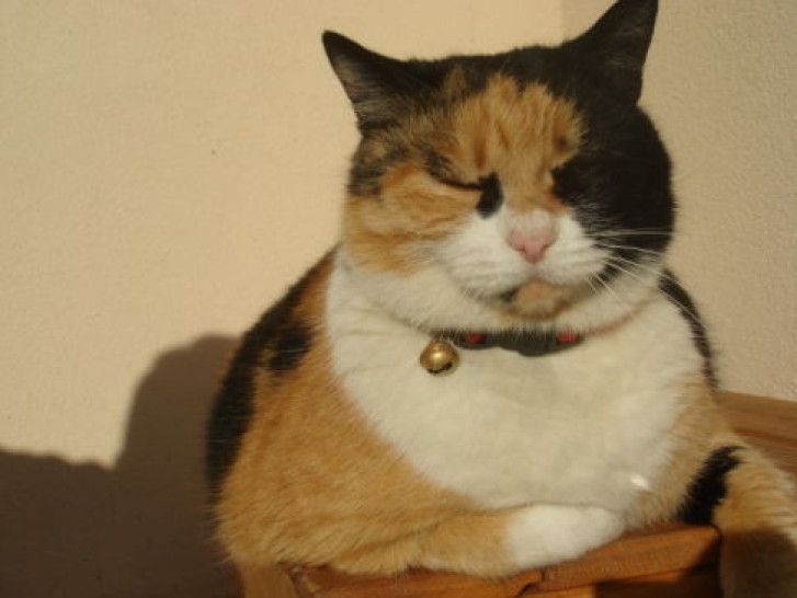 Picture of a cat / kitten / feline