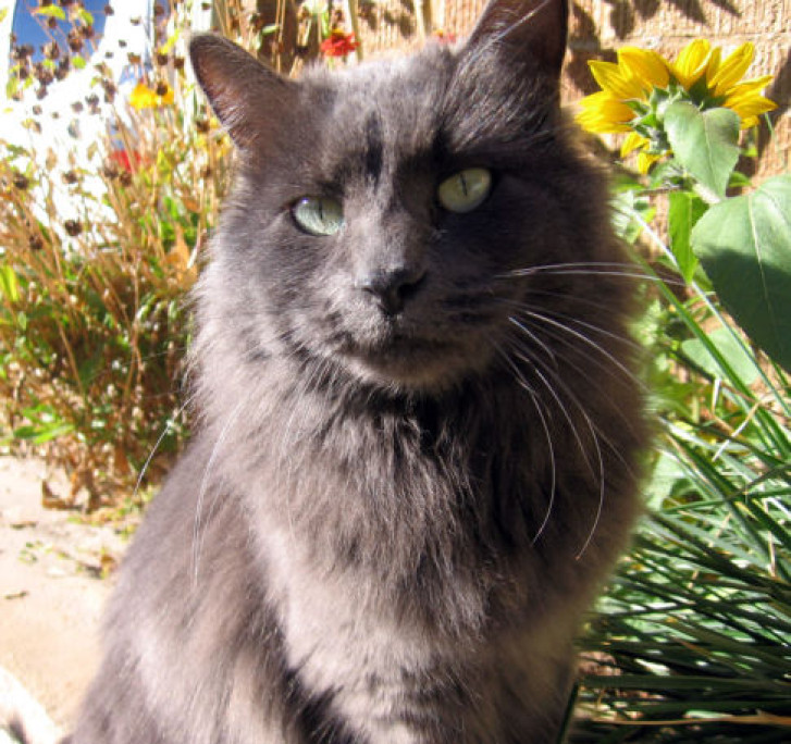 Picture of a cat / kitten / feline