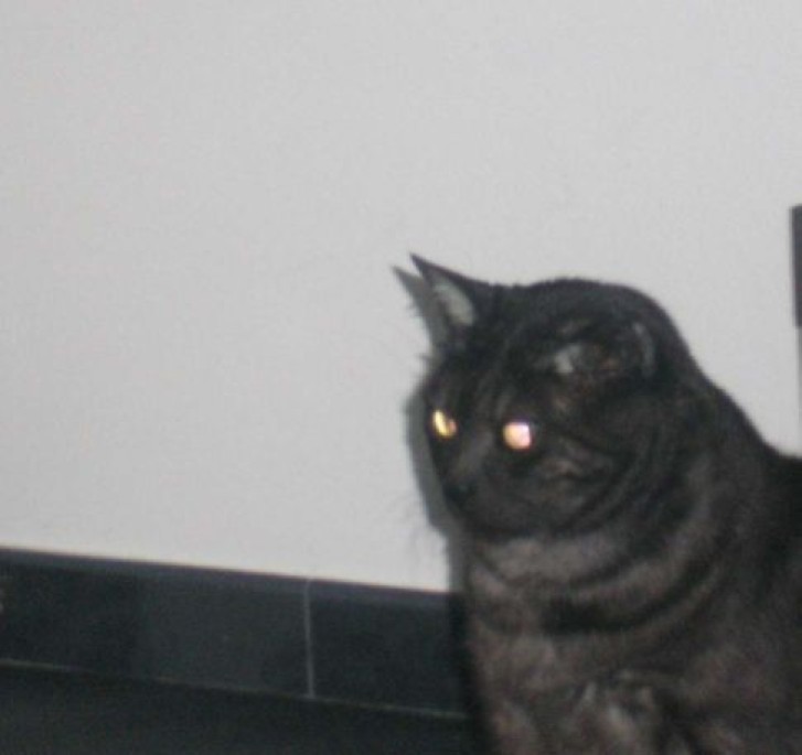 Picture of a cat / kitten / feline