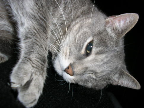 Picture of a cat / kitten / feline