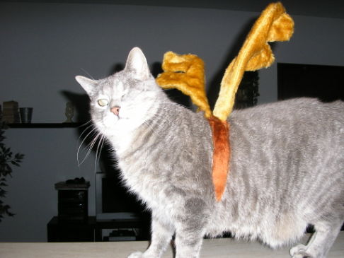 Picture of a cat / kitten / feline