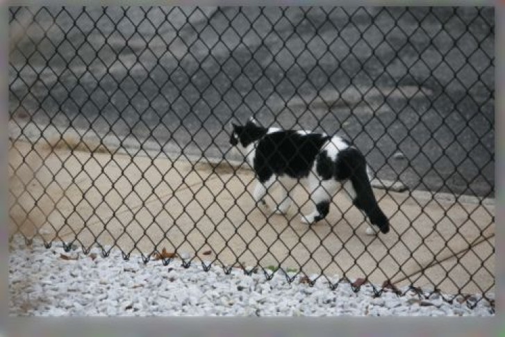 Picture of a cat / kitten / feline