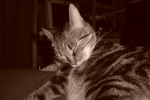 Picture of a cat / kitten / feline