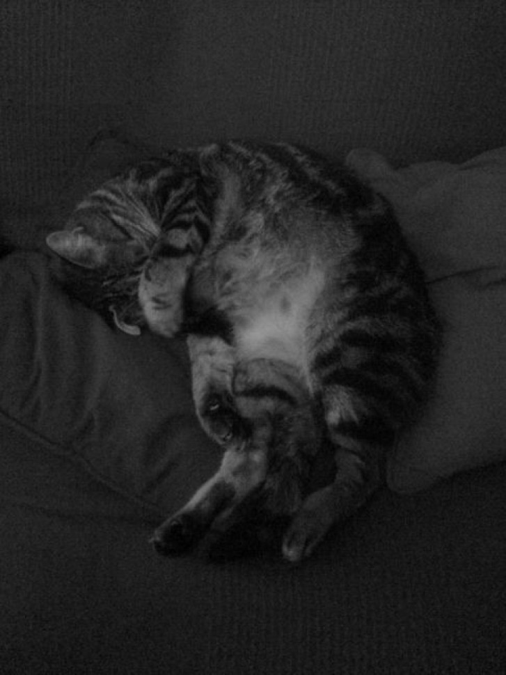 Picture of a cat / kitten / feline