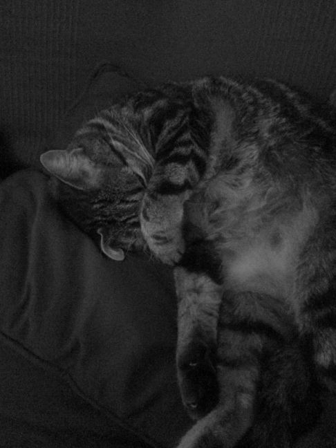 Picture of a cat / kitten / feline