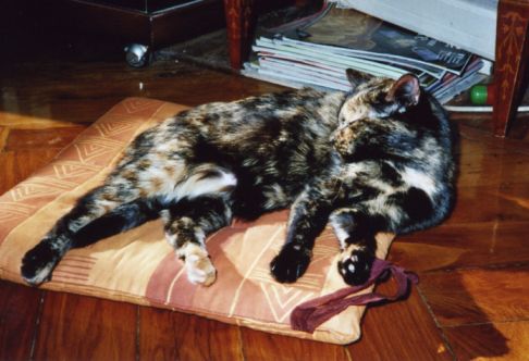 Picture of a cat / kitten / feline