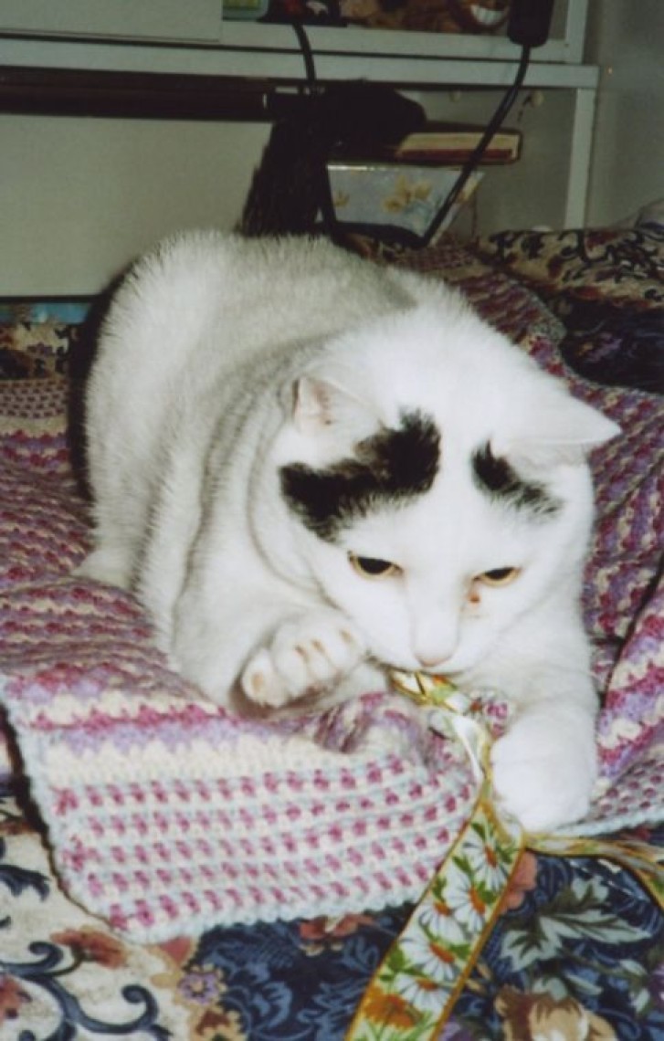 Picture of a cat / kitten / feline