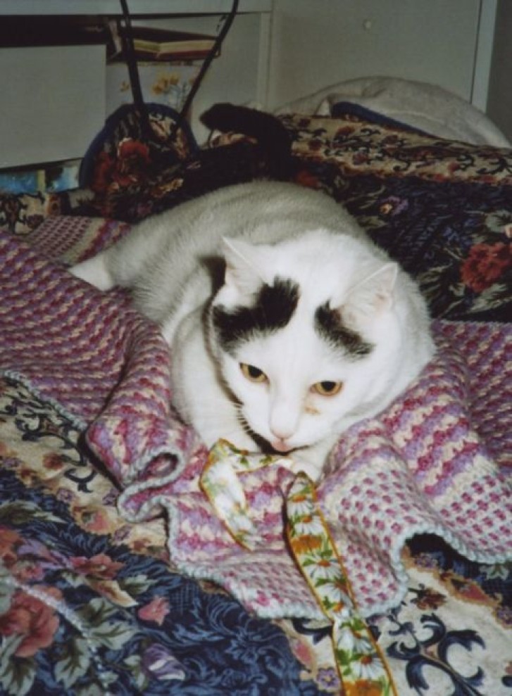 Picture of a cat / kitten / feline