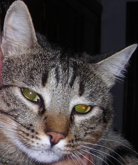 Picture of a cat / kitten / feline