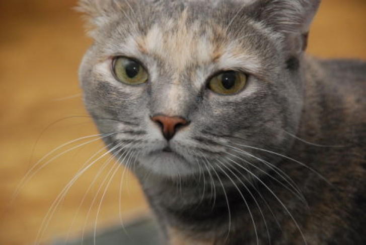 Picture of a cat / kitten / feline