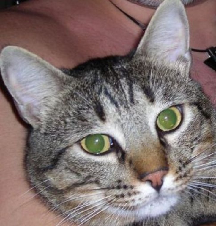 Picture of a cat / kitten / feline