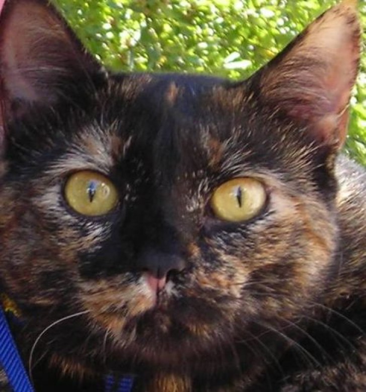 Picture of a cat / kitten / feline