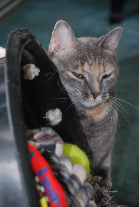 Picture of a cat / kitten / feline