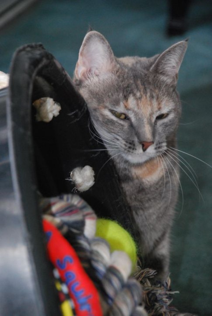 Picture of a cat / kitten / feline