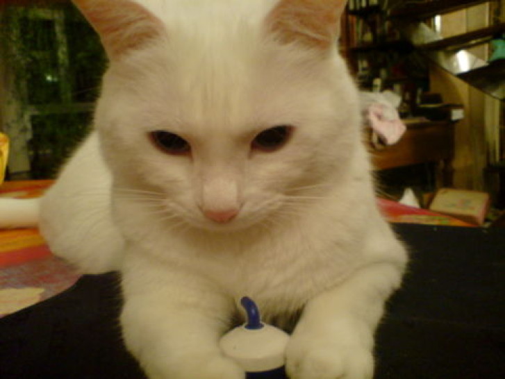 Picture of a cat / kitten / feline