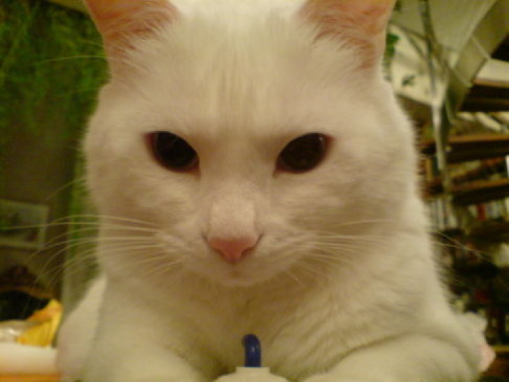 Picture of a cat / kitten / feline