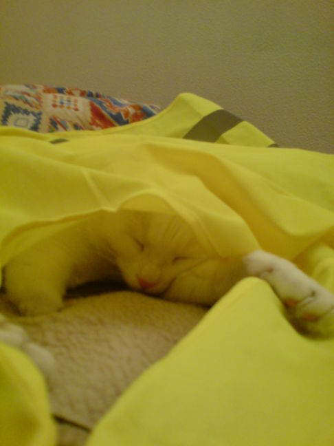 Picture of a cat / kitten / feline