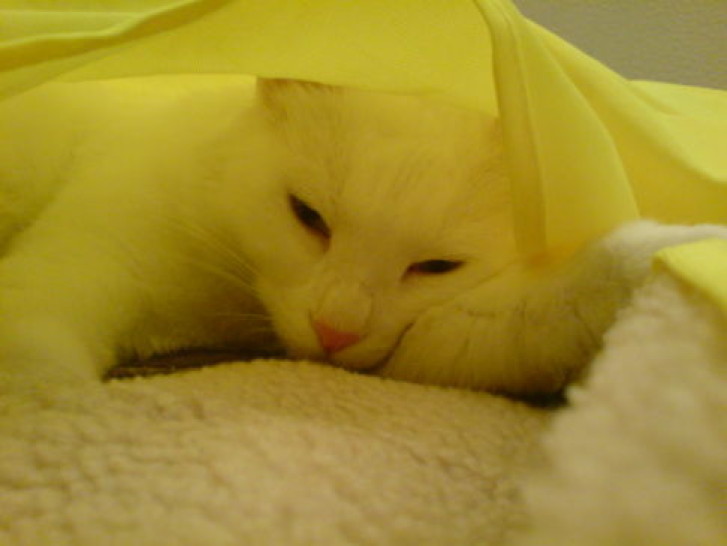 Picture of a cat / kitten / feline