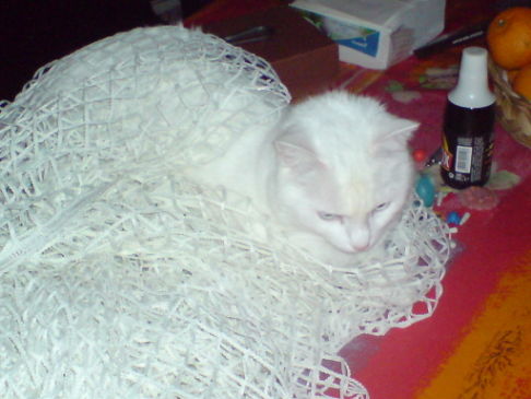 Picture of a cat / kitten / feline