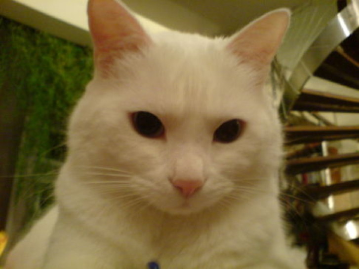 Picture of a cat / kitten / feline