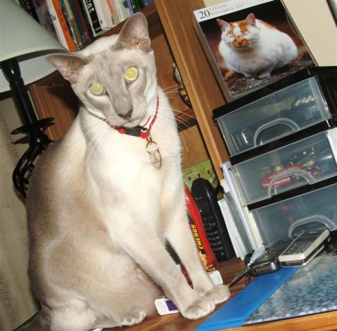 Picture of a cat / kitten / feline