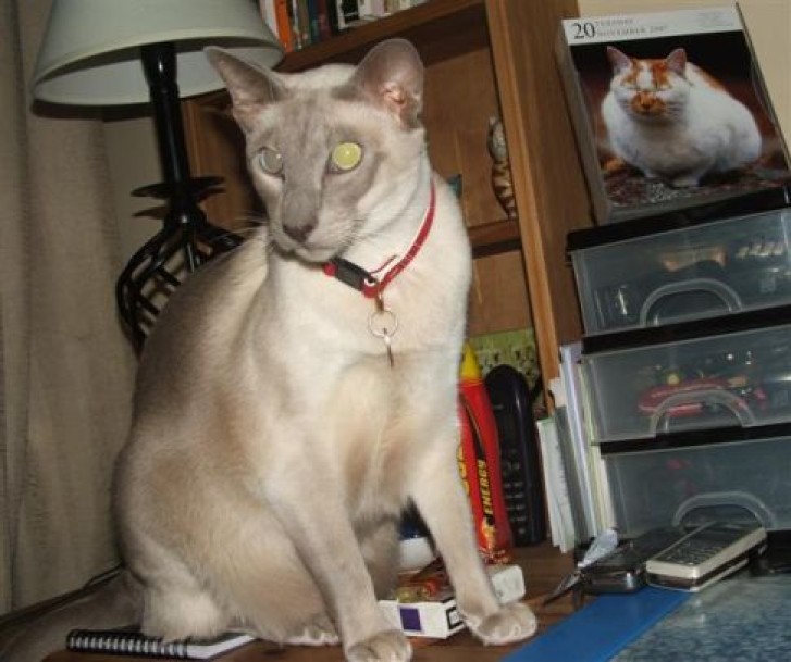 Picture of a cat / kitten / feline