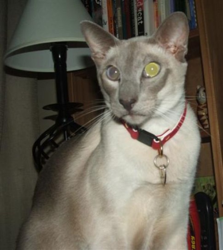 Picture of a cat / kitten / feline