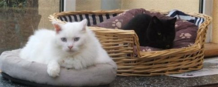 Picture of a cat / kitten / feline