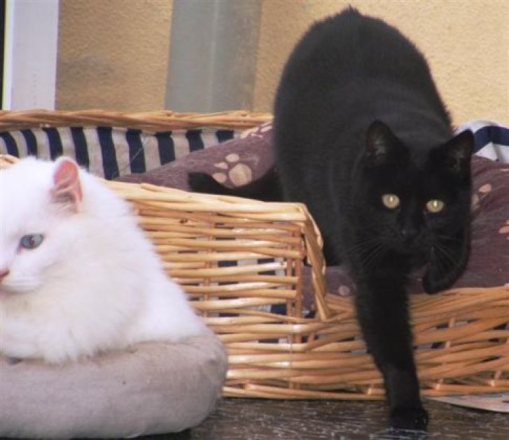 Picture of a cat / kitten / feline