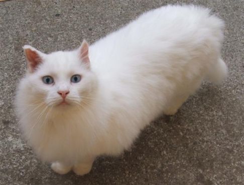 Picture of a cat / kitten / feline