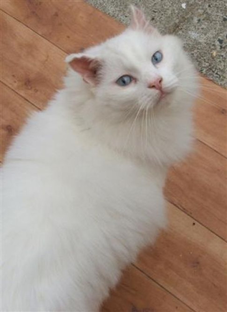 Picture of a cat / kitten / feline