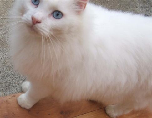 Picture of a cat / kitten / feline