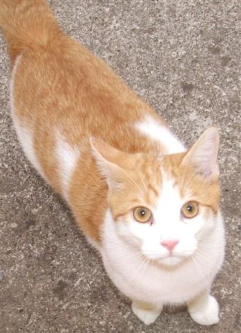 Picture of a cat / kitten / feline