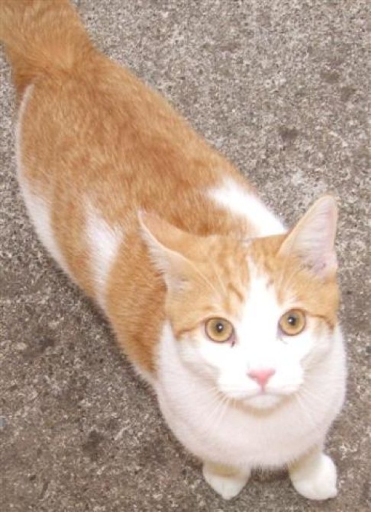 Picture of a cat / kitten / feline