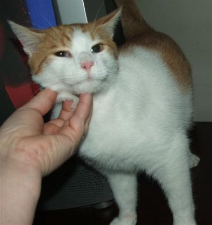 Picture of a cat / kitten / feline