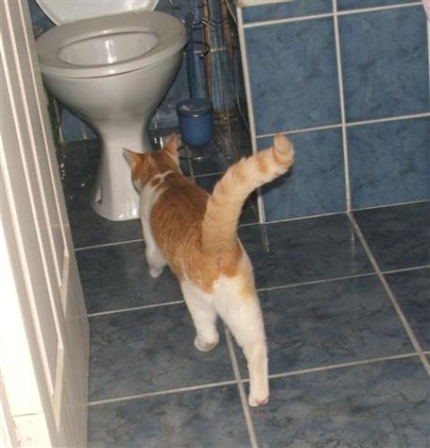 Picture of a cat / kitten / feline