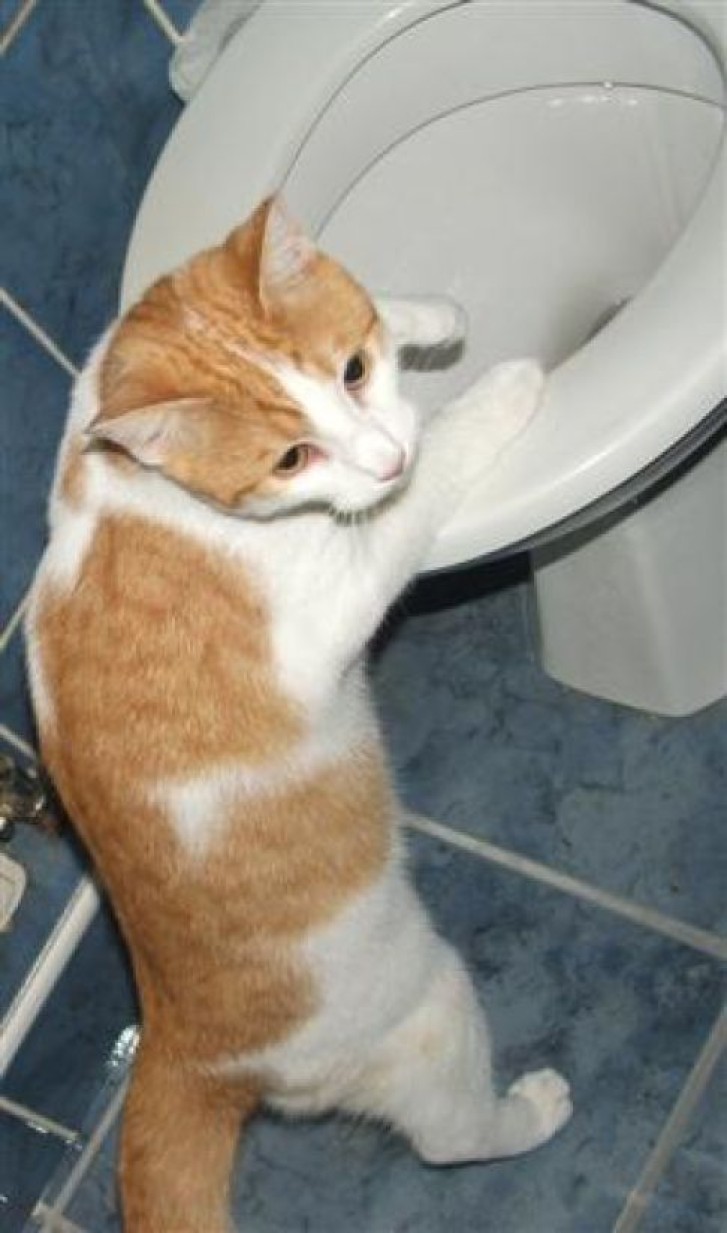 Picture of a cat / kitten / feline