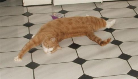 Picture of a cat / kitten / feline