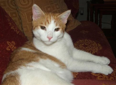 Picture of a cat / kitten / feline