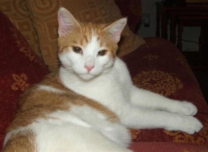 Picture of a cat / kitten / feline