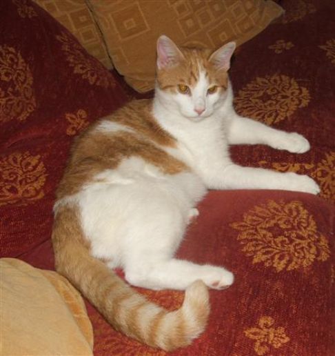 Picture of a cat / kitten / feline