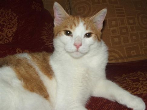 Picture of a cat / kitten / feline