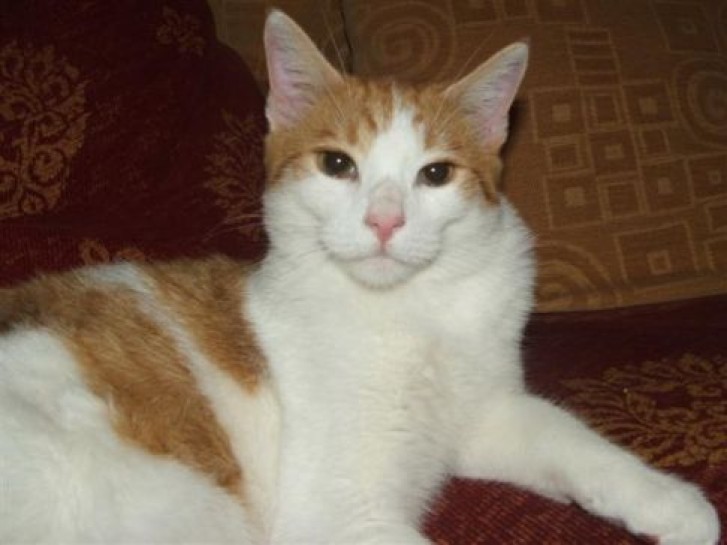 Picture of a cat / kitten / feline