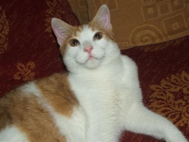 Picture of a cat / kitten / feline