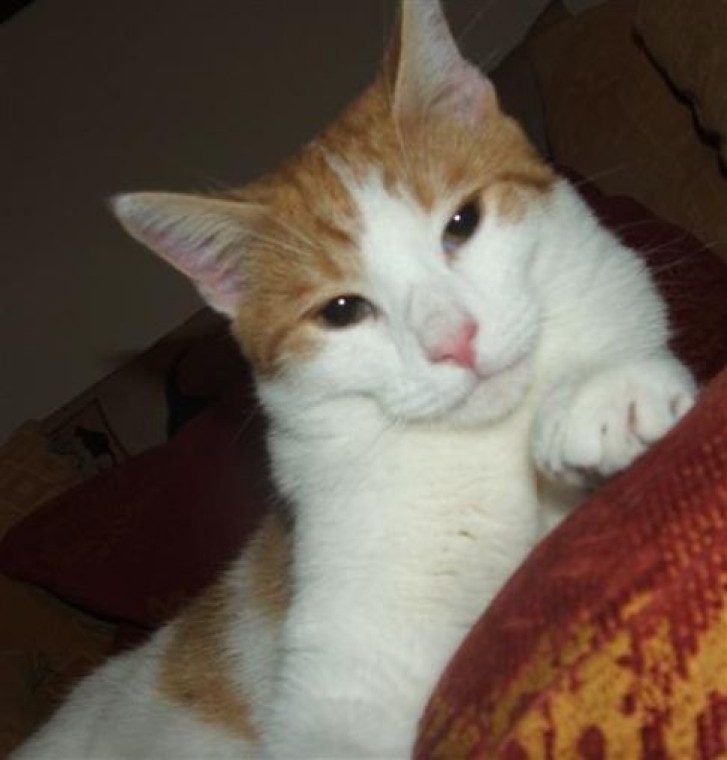 Picture of a cat / kitten / feline