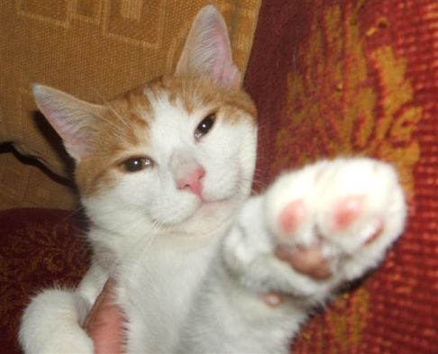 Picture of a cat / kitten / feline