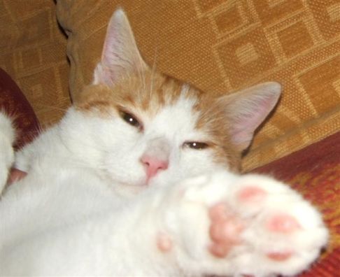 Picture of a cat / kitten / feline