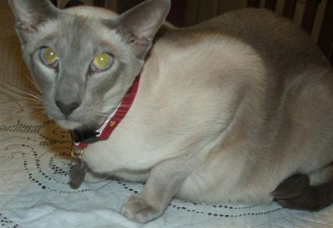 Picture of a cat / kitten / feline