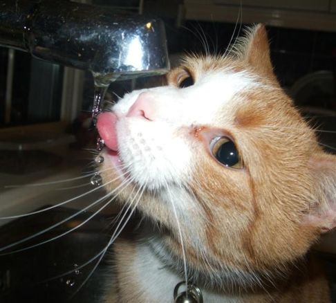 Picture of a cat / kitten / feline