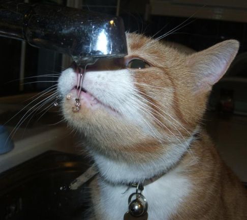 Picture of a cat / kitten / feline